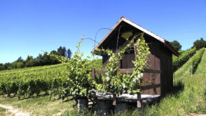 Domaine du Brantard, Antoine Sauty