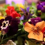 macro-fleurs-1024x576