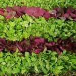 saladine-cuendet-1024x576