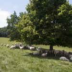 La-Brebisane-Chevalley-Brebis