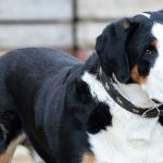 csm_header_hund_02d8773b74