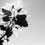 Feuille_vigne