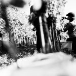 Vendages4
