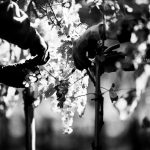Vendange3