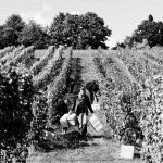 Vendanges