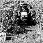 Vendanges2