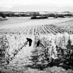 Vendanges6