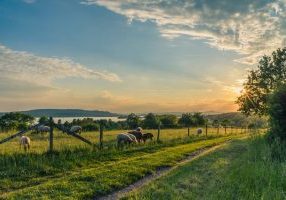 white-and-brown-animals-near-fence-158179